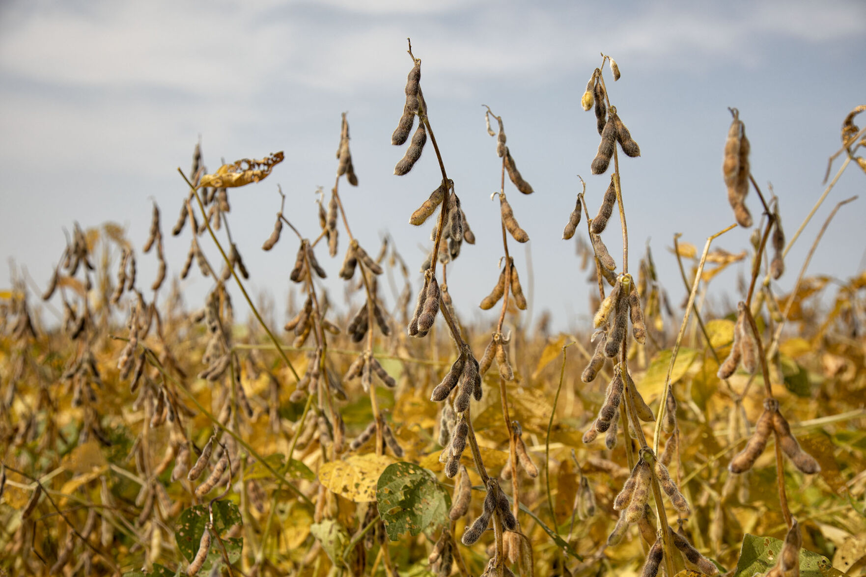 Imminent Harvest